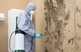 Best Mold Documentation for Insurance Claims  in Ashton, ID